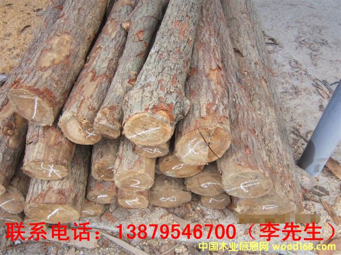 梓木的详细介绍