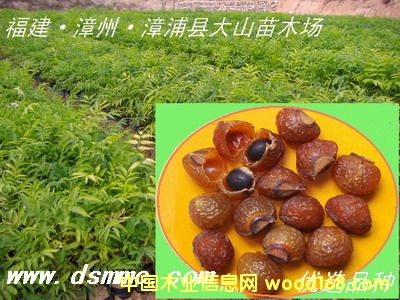 [] ޻磨չʵsoapberry)