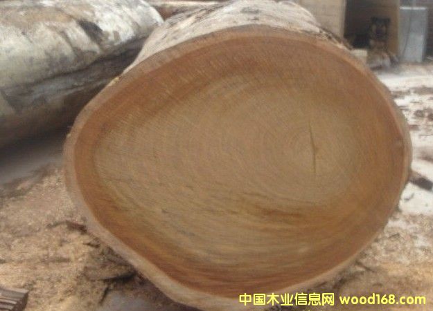 ޲ܸErythrophleum---ڱشϸ