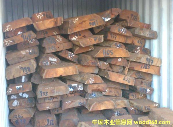 ֦/madagascariensis /СҶ̴ϸ