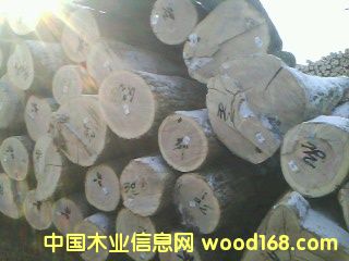 椴木旋切材的详细介绍