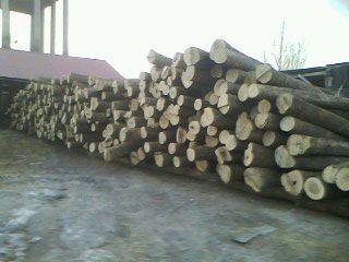 椴木旋切材的详细介绍