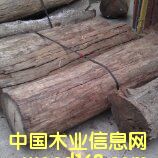 ī�������֦����