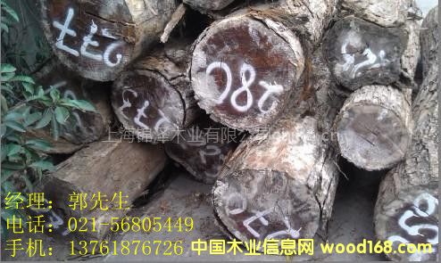 �����ް���֦