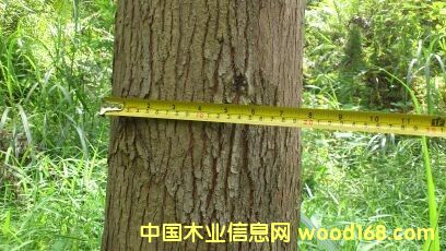 桉树的详细介绍