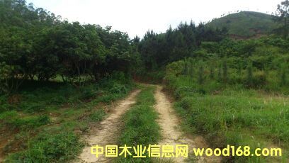 桉树的详细介绍