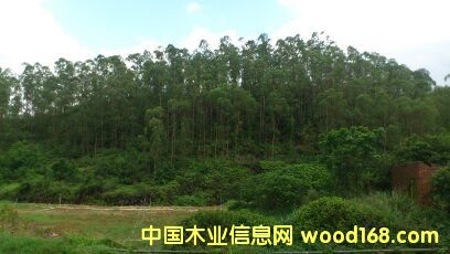 桉树的详细介绍