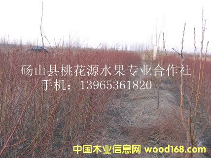 ��������ϸ����