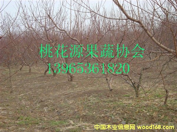 ��������ϸ����