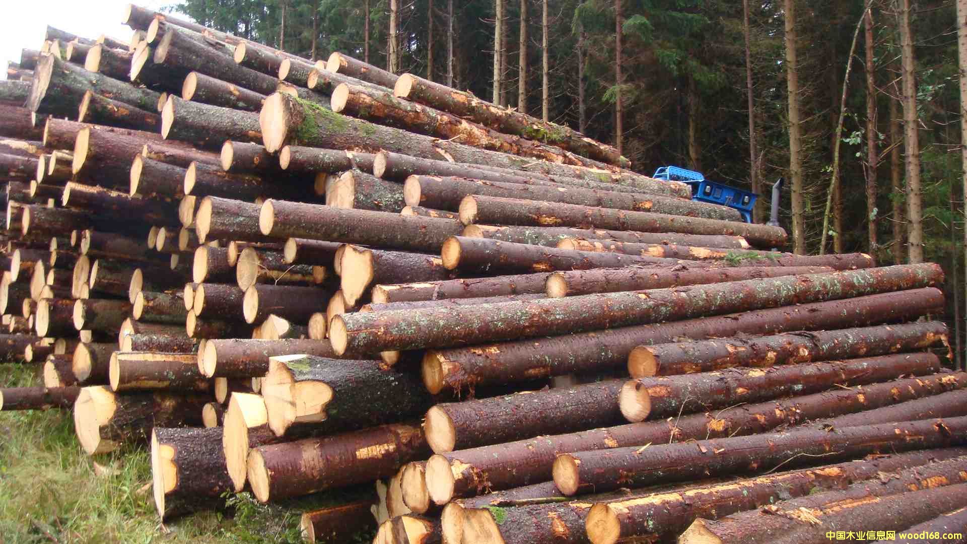 ŷɼSpruce (Picea abies)