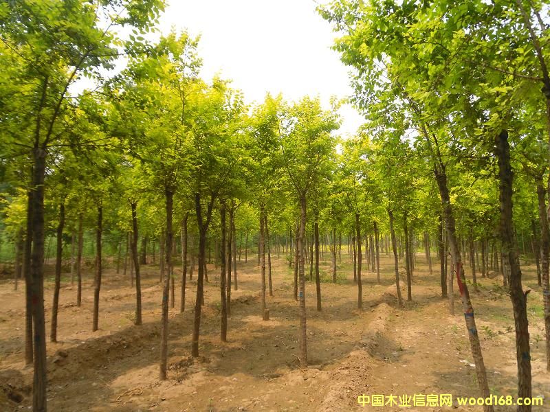 ����鿴��Ҷ�ܷŴ�ͼƬ