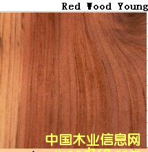 Red Wood Youngϸ
