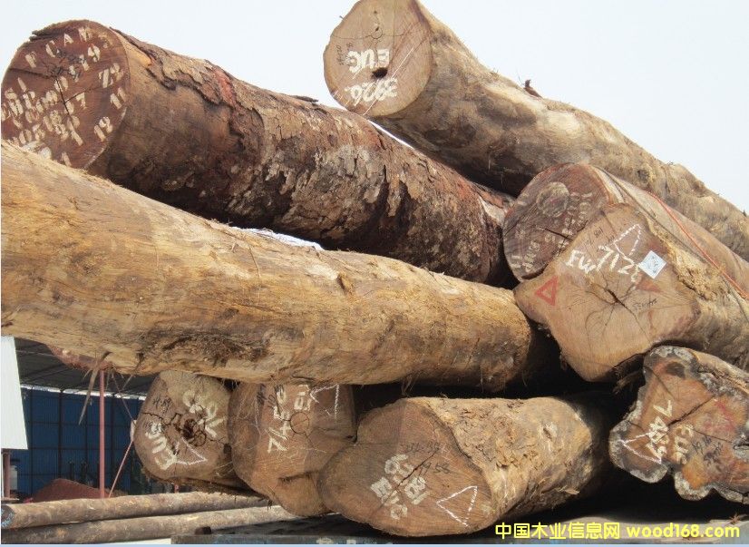 巴劳的详细介绍