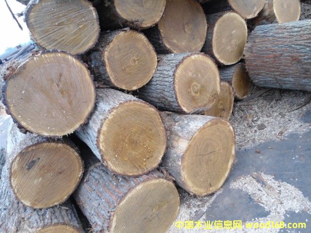 刨切级白橡原木 刨切级白橡原木