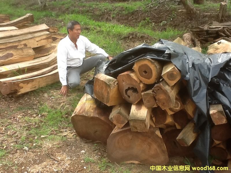 微凹黄檀 微凹黄檀