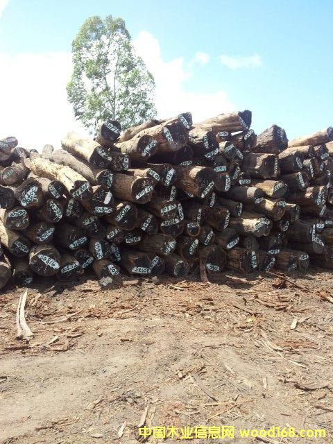 ���屦(chacate preto)