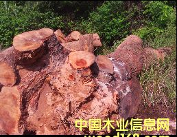 ������ľ