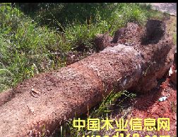 ������ľ