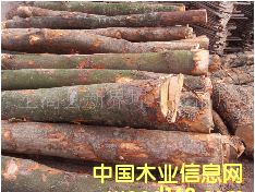 ���ʺ�ľԭľ