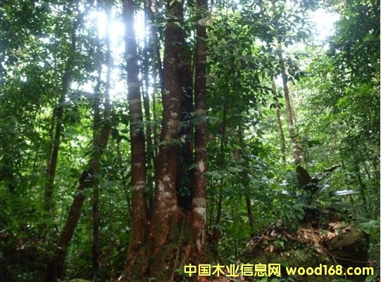 ������ľ��