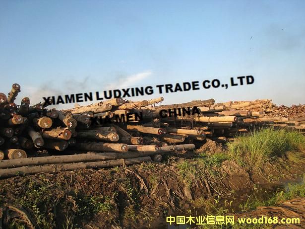 ������˼ľ����ϻ�ԭľ