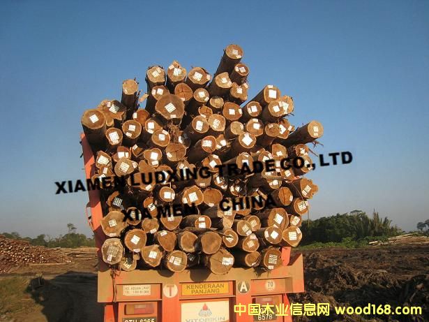 ������˼ľ����ϻ�ԭľ