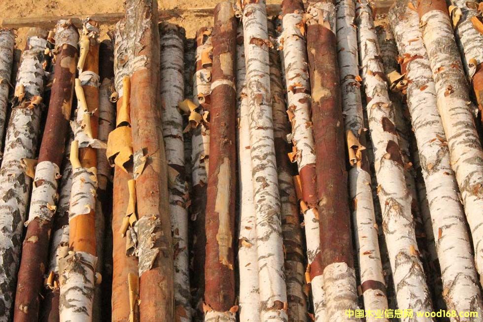 桦木原木的详细介绍