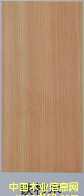 铁杉的详细介绍