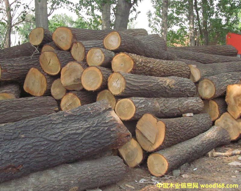 新榆木的详细介绍