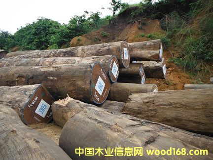 非洲柚木王 非洲柚木王