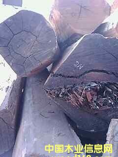 ��黨�棬����֦����ϸ����