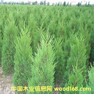 ����鿴20������Ŵ�ͼƬ