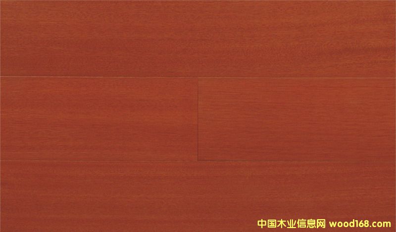 山樟木的详细介绍