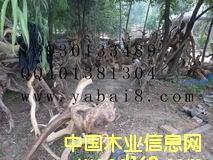 崖柏 的详细介绍