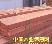 山樟木的详细介绍