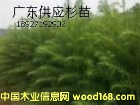 ����鿴ɼ��Ŵ�ͼƬ