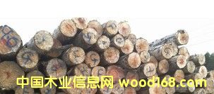 ������������A����Ʒ����ԭľ