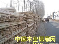 ����鿴ľƤľ��ëͷ�Ŵ�ͼƬ