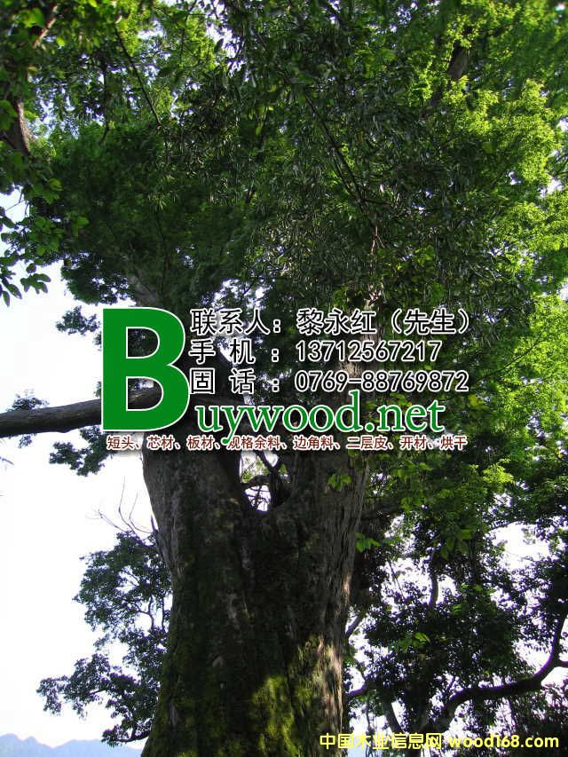 �ľԭľ����ϸ����