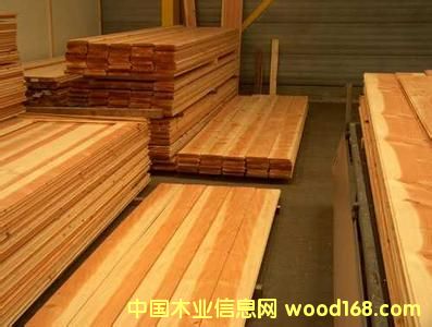 红雪松的详细介绍