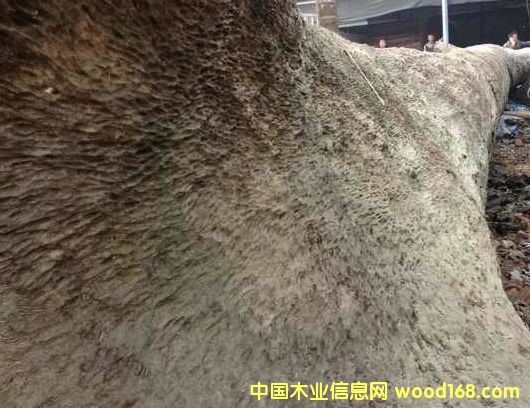 ˿骴ľ绰18080614805