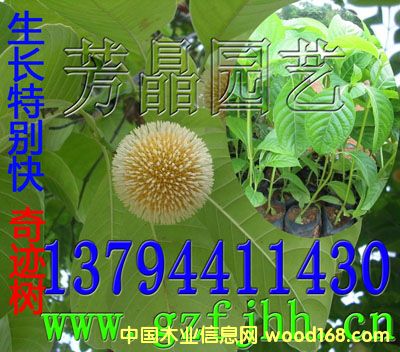 ����鿴�Ż����� ����ľ�� �漣����Ŵ�ͼƬ