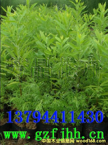 ����鿴̴���� ӡ��̴���� ̴�������༼���Ŵ�ͼƬ