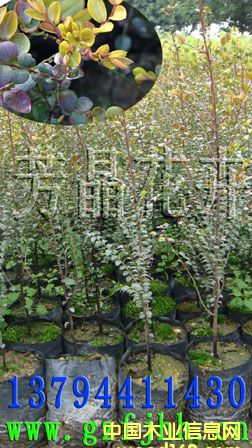 ����鿴СҶ��̴�� ̴����̴�� ӡ����̴�� СҶ��̴���ӷŴ�ͼƬ