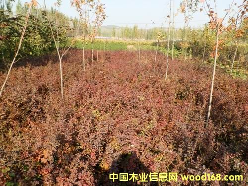 ����鿴��Ҷ��ľ�Ŵ�ͼƬ