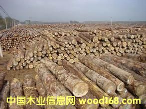 ����鿴������ľ�ķŴ�ͼƬ