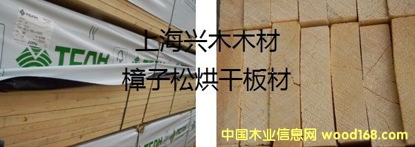 樟子松的详细介绍