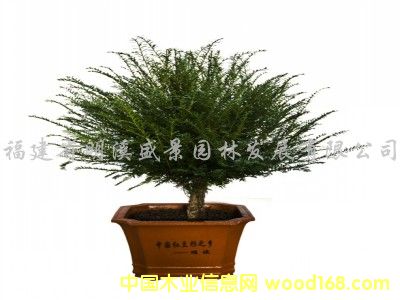 鿴ӦƷƺ춹ɼľŴͼƬ