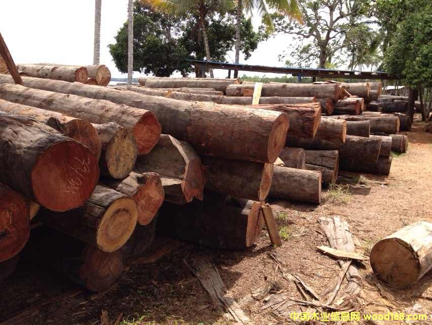 ����鿴���»ƻ���ľ�Ŵ�ͼƬ