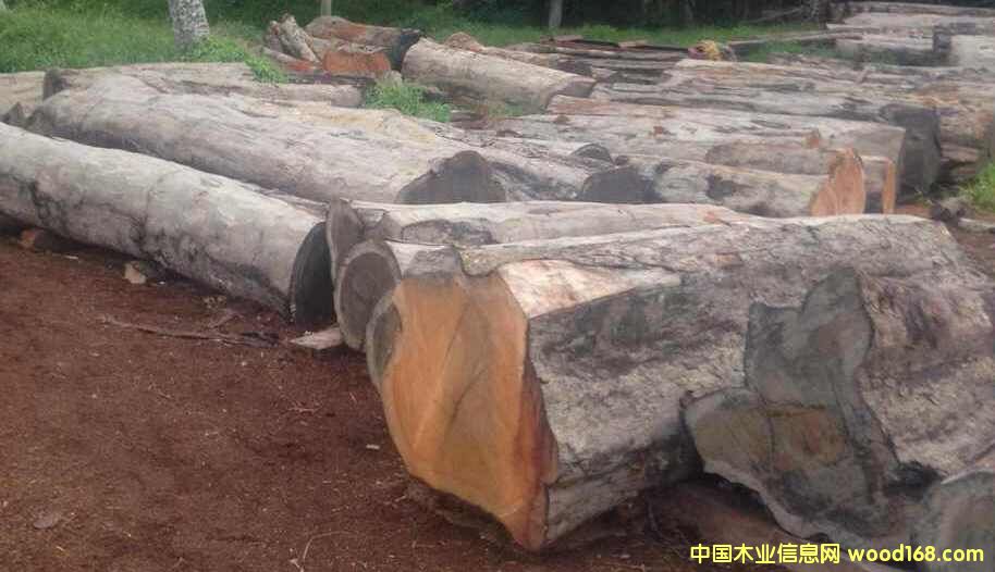 ����鿴���»ƻ���ľ�Ŵ�ͼƬ